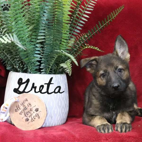 Greta, German Shepherd Puppy